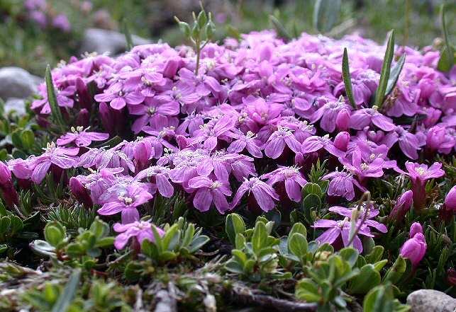 Las plantas cojín de la tundra alpina reducen su exposición al viento manteniendo una altura mínima y formas compactas, desarrollando vellosidades para protegerse de la intensa radiación ultravioleta.