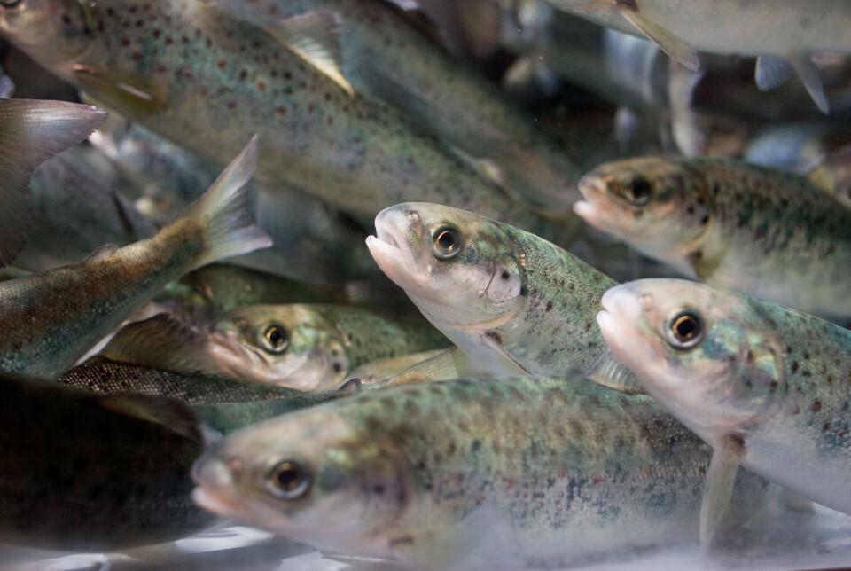 Salmones en su hábitat