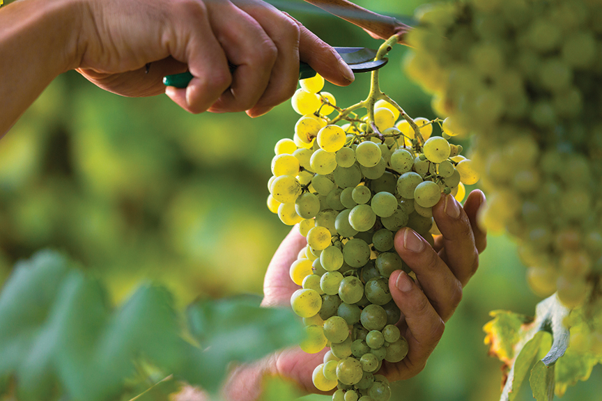 La recolección de Uvas es uno de los primeros pasos para la creación de Vino