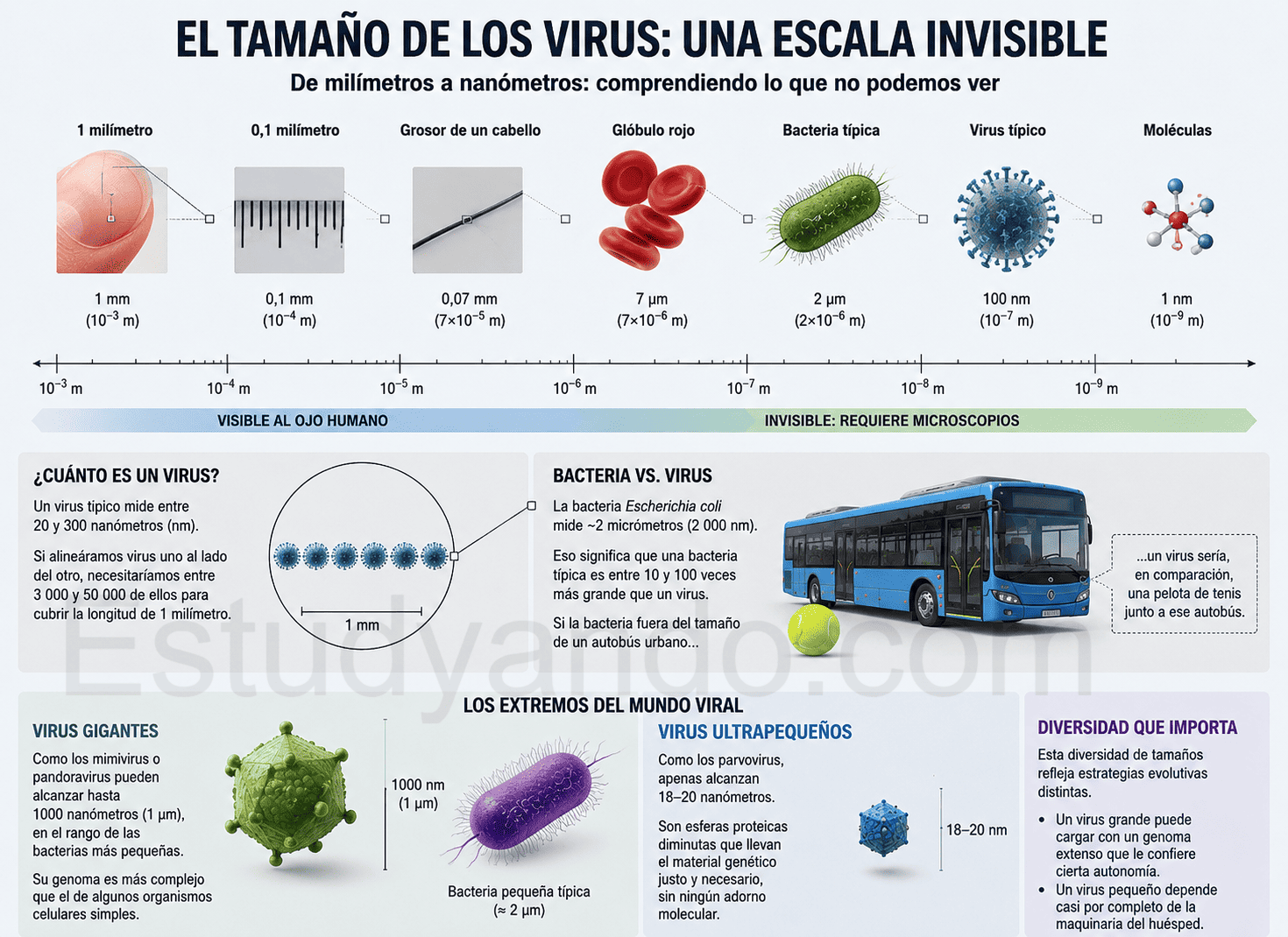 Tamaños y características de los virus