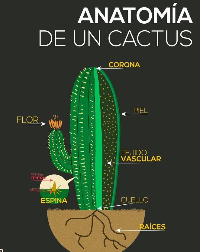 Anatomía del cactus