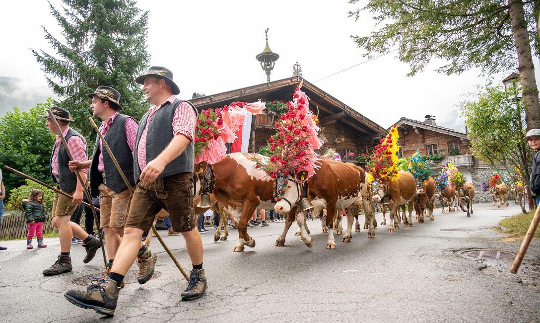 El Almabtrieb es una tradición alpina en la que el ganado (principalmente vacas) regresa desde los pastos de montaña al valle al final del verano.