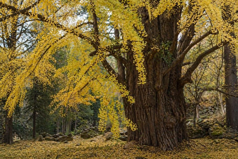 Los ginkgos son uno de los ejemplos más famosos de “fósiles vivientes”: plantas que han cambiado muy poco desde la era de los dinosaurios y que aún existen hoy.
