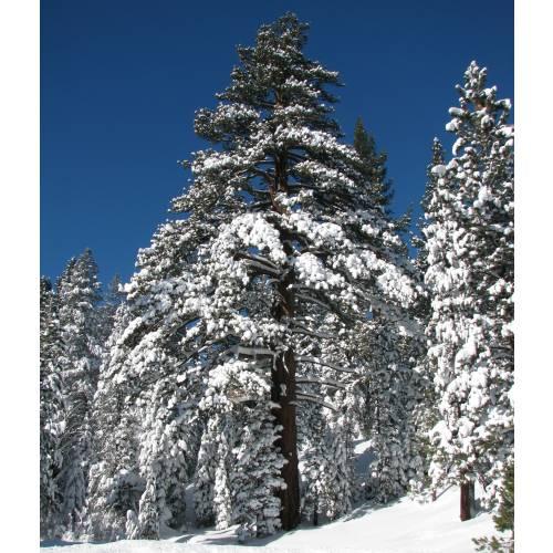 Árbol con nieve