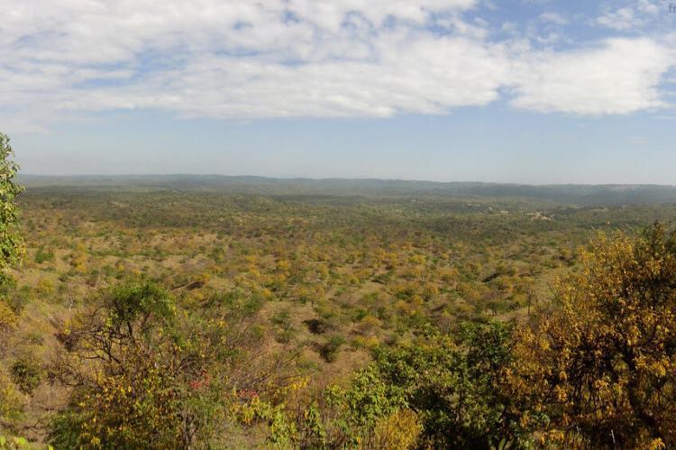 Bosque seco