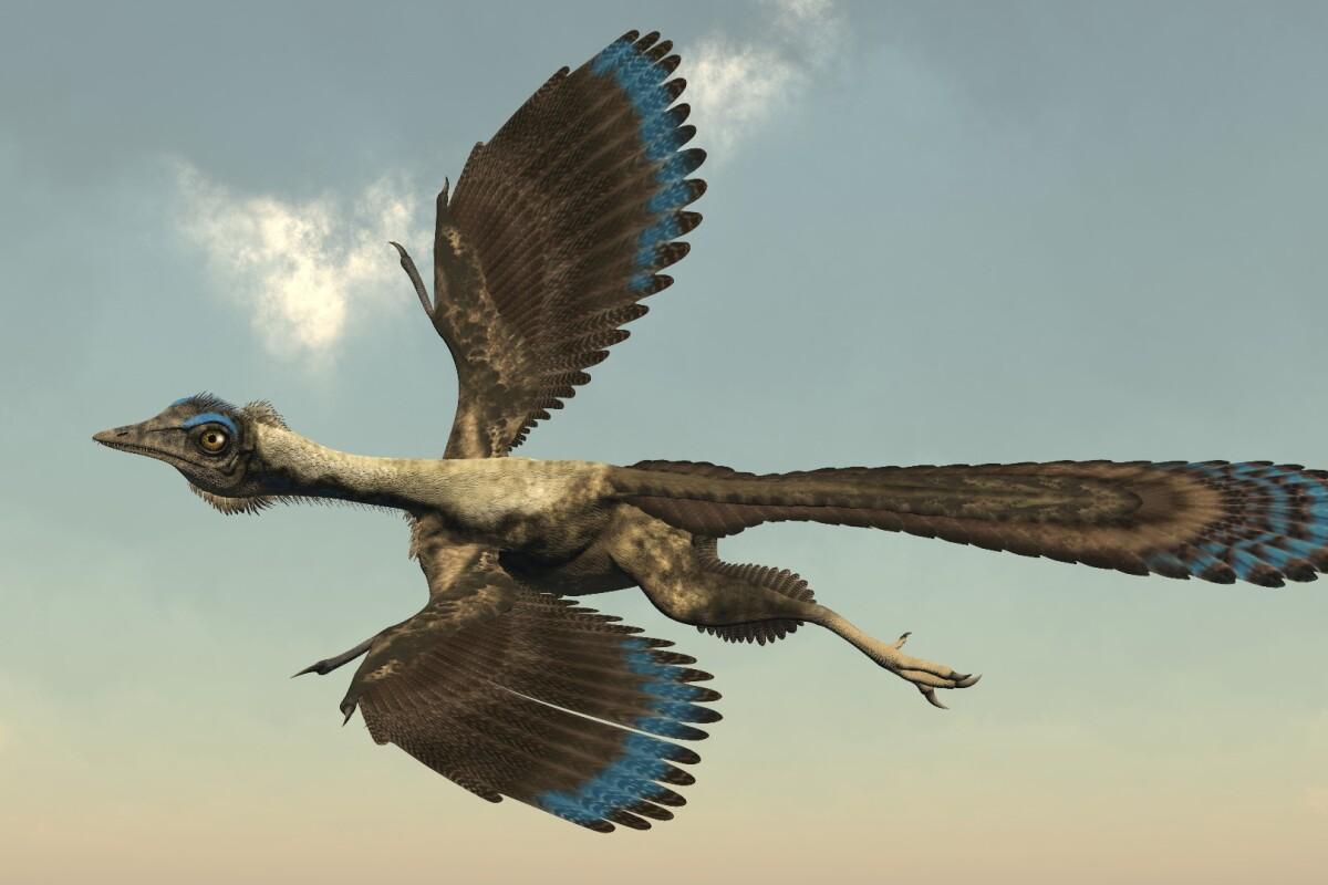El Archaeopteryx es uno de los fósiles más importantes para entender la evolución, ya que representa una forma de transición entre los dinosaurios y las aves modernas. Vivió hace unos 150 millones de años, durante el Jurásico tardío