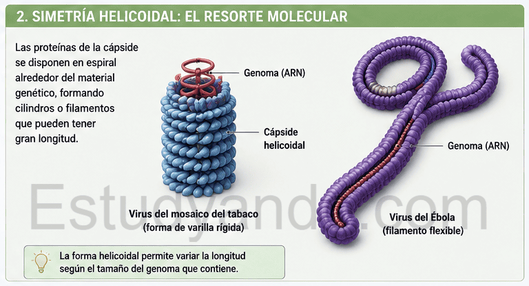 La simetría helicoidal en virus