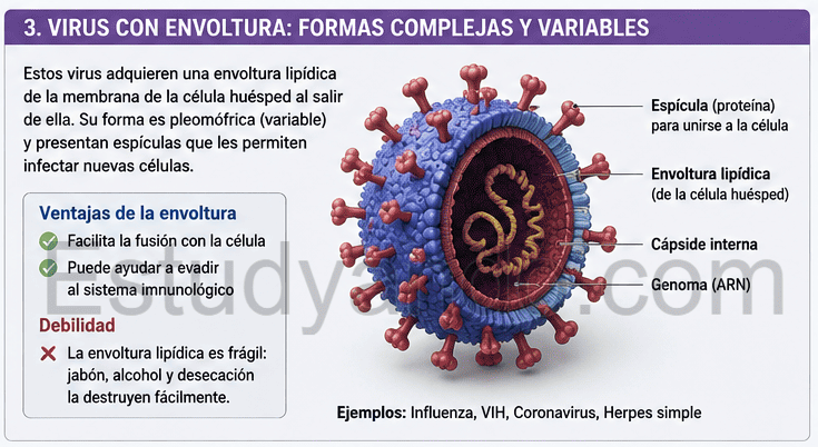 Los virus con envoltura y las formas complejas
