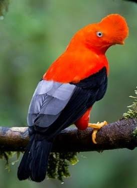 Gallito de las rocas (Rupicola peruvianus)