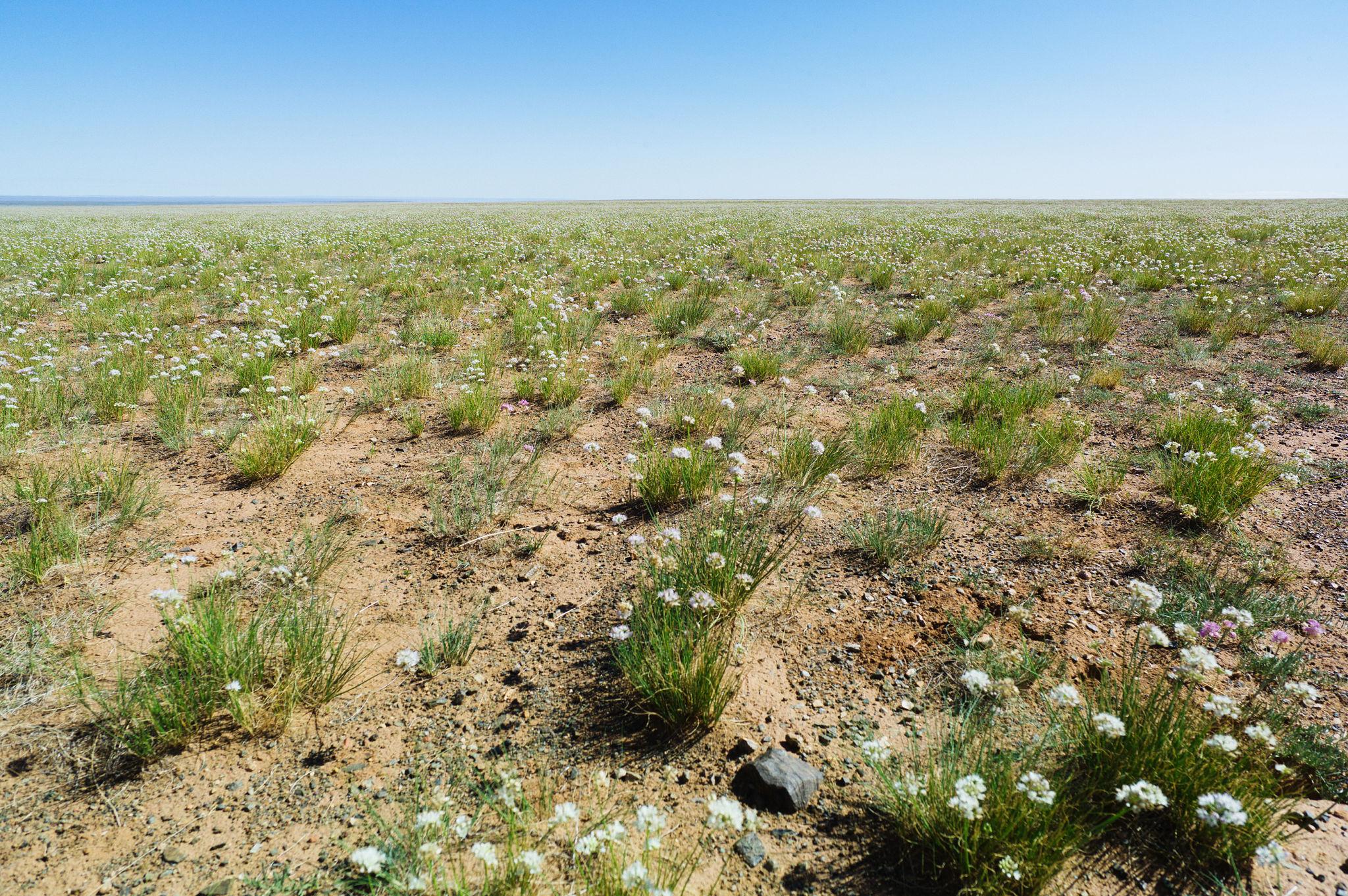 Los pastos esteparios del Gobi forman parte de una transición entre desierto y pradera. No es un desierto completamente vacío: existen extensas zonas con pastos bajos y arbustos resistentes que permiten la vida de numerosos animales.