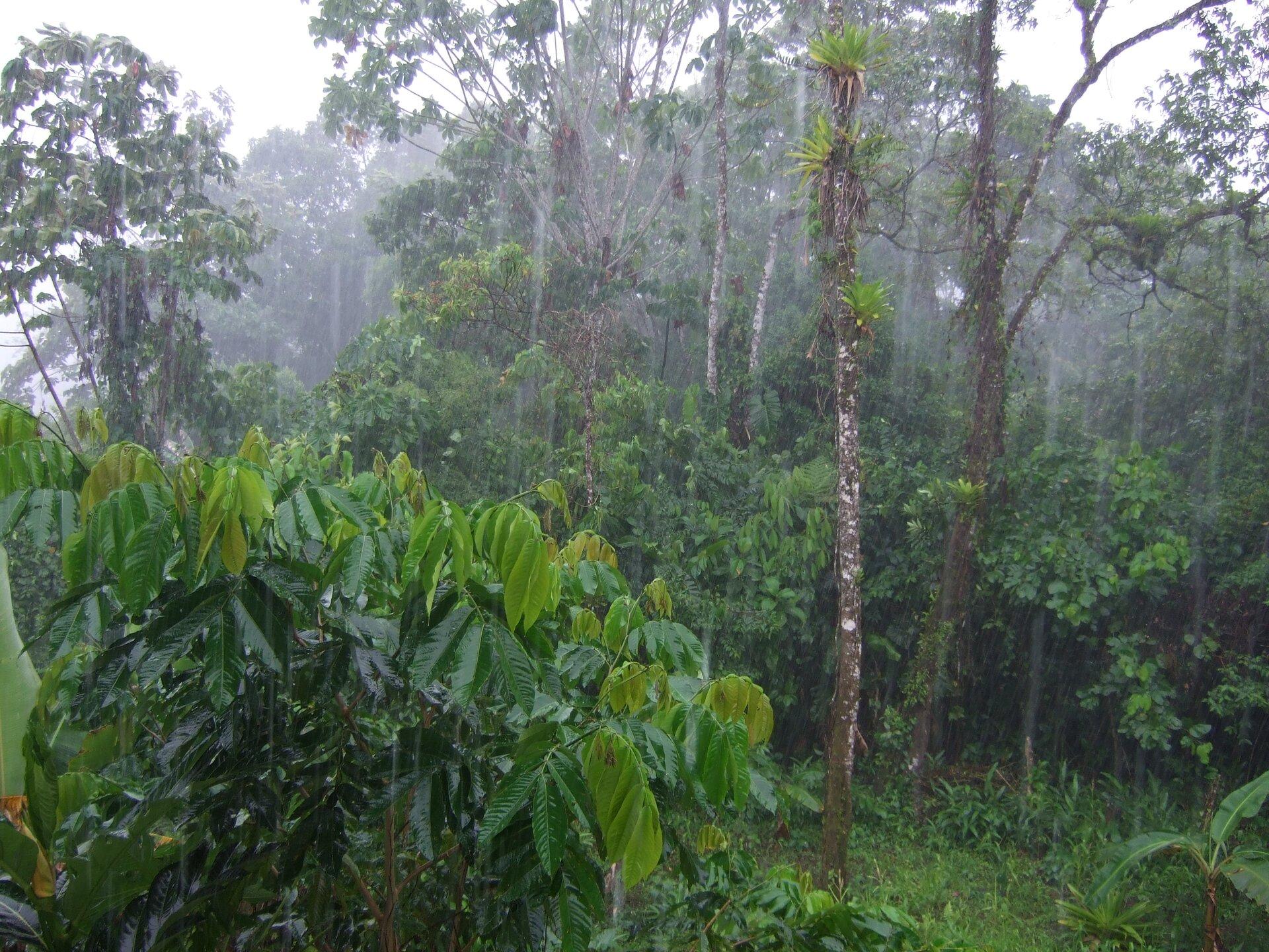 Luvia en la Selva Tropical