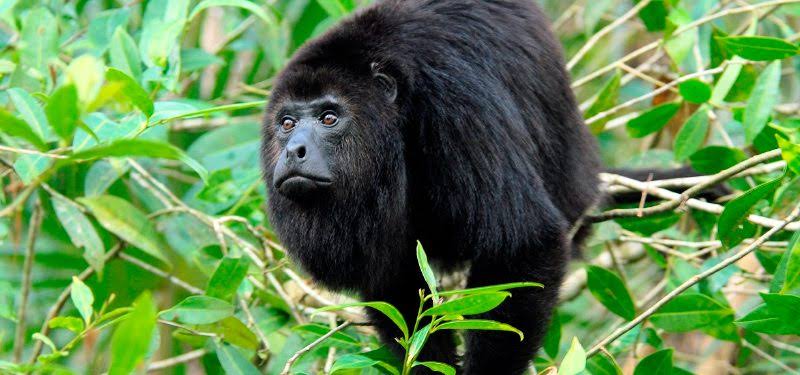 El mono coto o mono aullador (Alouatta seniculus)