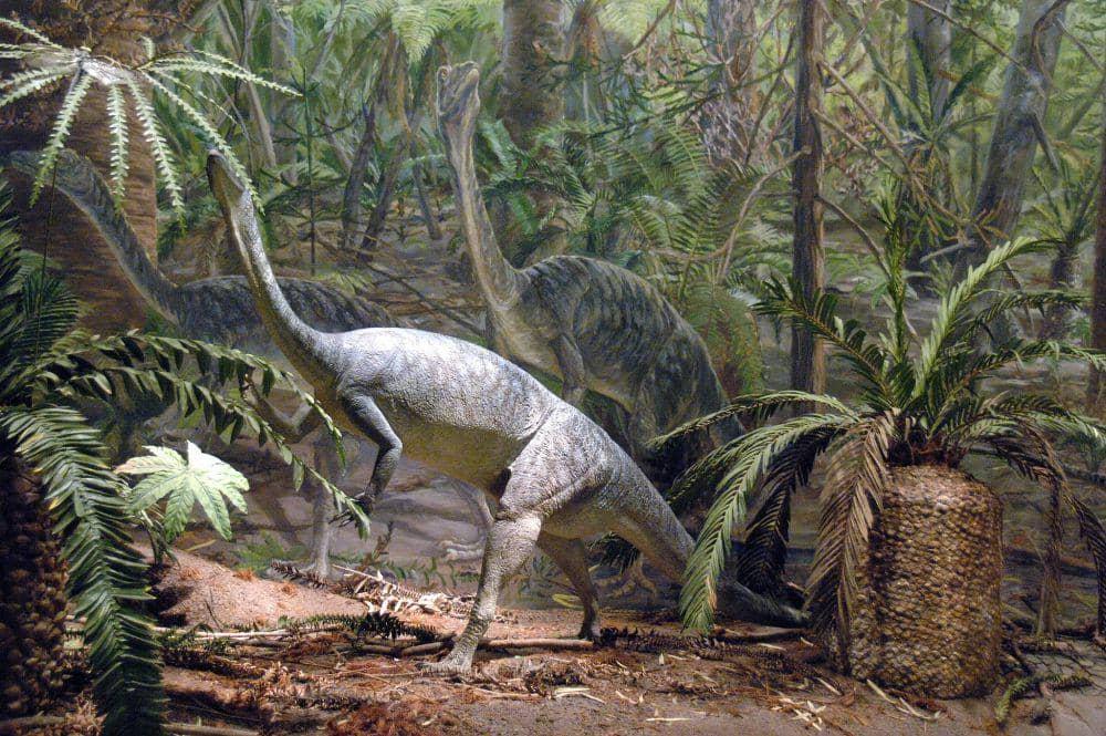 Las cícadas fueron uno de los grupos de plantas más dominantes durante la era mesozoica, tanto que este periodo es conocido como la “era de las cícadas y los dinosaurios”